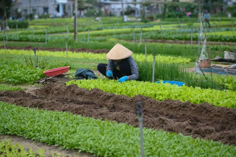 Vườn rau của Nguyễn Thị Hiền 1983